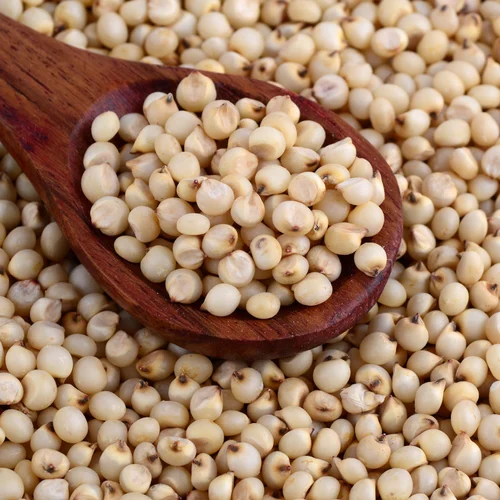 sorghum millet